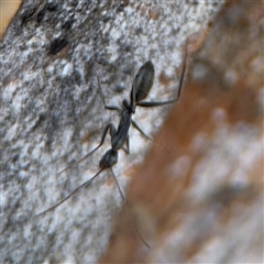 Camponotus sp. (genus) at Curtin, ACT - 25 Oct 2024