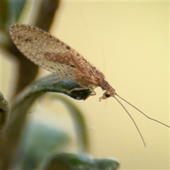 Micromus tasmaniae at Curtin, ACT - 25 Oct 2024