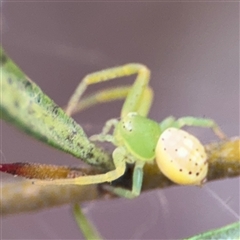 Thomisidae (family) at Curtin, ACT - 25 Oct 2024 by Hejor1