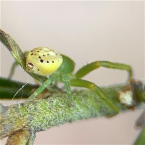 Lehtinelagia prasina at Curtin, ACT - 25 Oct 2024