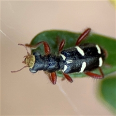 Lemidia sp. (genus) at Curtin, ACT - 25 Oct 2024 by Hejor1