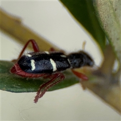 Lemidia nitens at Curtin, ACT - 25 Oct 2024