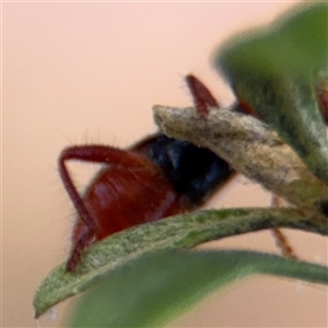 Lemidia nitens at Curtin, ACT - 25 Oct 2024