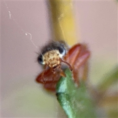 Lemidia nitens at Curtin, ACT - 25 Oct 2024