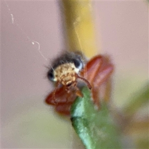 Lemidia nitens at Curtin, ACT - 25 Oct 2024