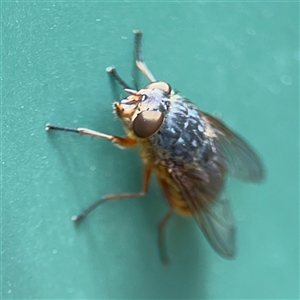 Calliphora stygia at Curtin, ACT - 25 Oct 2024 12:41 PM