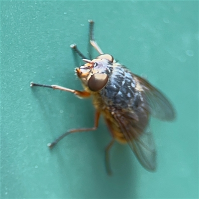 Calliphora stygia (Brown blowfly or Brown bomber) at Curtin, ACT - 25 Oct 2024 by Hejor1