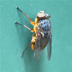 Calliphora stygia at Curtin, ACT - 25 Oct 2024