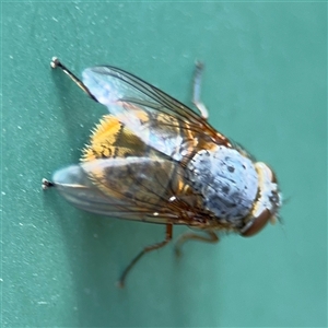 Calliphora stygia at Curtin, ACT - 25 Oct 2024