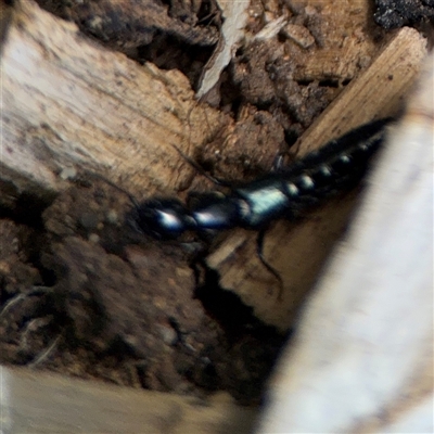 Thyreocephalus sp. (genus) (Rove beetle) at Curtin, ACT - 25 Oct 2024 by Hejor1