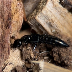 Thyreocephalus sp. (genus) at Curtin, ACT - 25 Oct 2024 12:40 PM