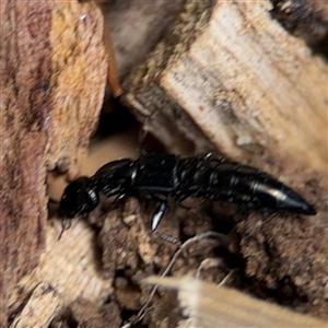 Thyreocephalus sp. (genus) at Curtin, ACT - 25 Oct 2024