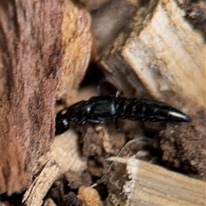 Thyreocephalus sp. (genus) at Curtin, ACT - 25 Oct 2024