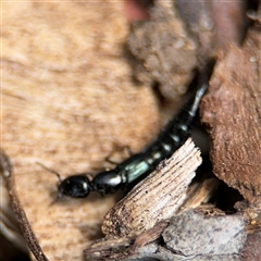 Thyreocephalus sp. (genus) at Curtin, ACT - 25 Oct 2024