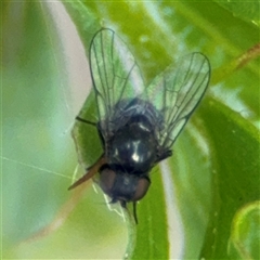 Muscidae (family) (Unidentified muscid fly) at Curtin, ACT - 25 Oct 2024 by Hejor1