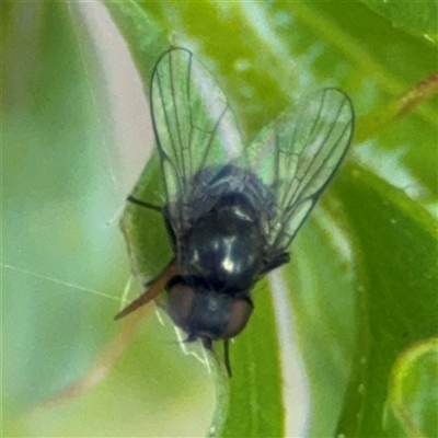 Muscidae (family) (Unidentified muscid fly) at Curtin, ACT - 25 Oct 2024 by Hejor1