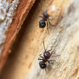 Crematogaster sp. (genus) at Curtin, ACT - 25 Oct 2024 12:26 PM