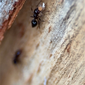 Crematogaster sp. (genus) at Curtin, ACT - 25 Oct 2024 12:26 PM