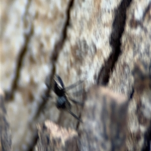 Euryopis sp. (genus) at Curtin, ACT - 25 Oct 2024 12:24 PM