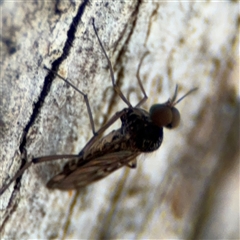 Sylvicola dubius (Wood-gnat) at Curtin, ACT - 25 Oct 2024 by Hejor1