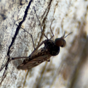 Sylvicola dubius at Curtin, ACT - 25 Oct 2024