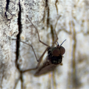 Sylvicola dubius at Curtin, ACT - 25 Oct 2024 12:24 PM