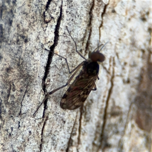 Sylvicola dubius at Curtin, ACT - 25 Oct 2024 12:24 PM