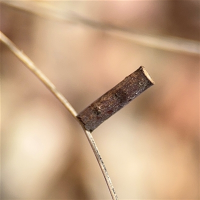 Hemibela (genus) (A Concealer moth) at Curtin, ACT - 25 Oct 2024 by Hejor1