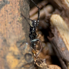 Nyssus coloripes at Curtin, ACT - 25 Oct 2024