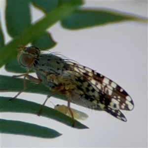 Austrotephritis poenia at Curtin, ACT - 25 Oct 2024