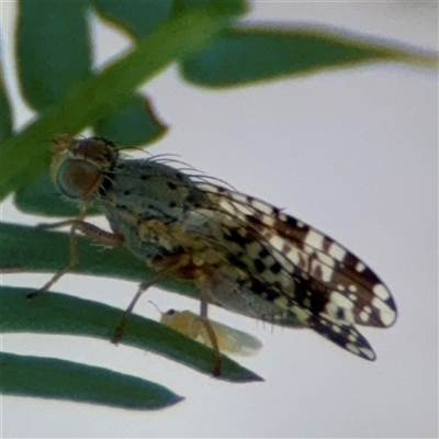 Austrotephritis poenia (Australian Fruit Fly) at Curtin, ACT - 25 Oct 2024 by Hejor1