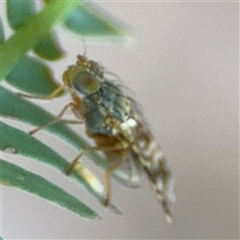 Austrotephritis poenia at Curtin, ACT - 25 Oct 2024