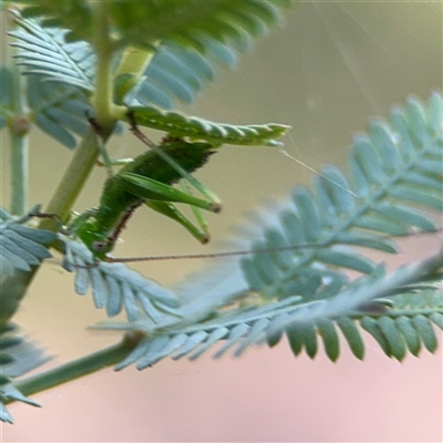 Caedicia sp. (genus) (Katydid) at Curtin, ACT - 25 Oct 2024 by Hejor1