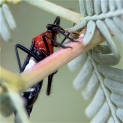 Rayieria basifer (Braconid-mimic plant bug) at Curtin, ACT - 25 Oct 2024 by Hejor1