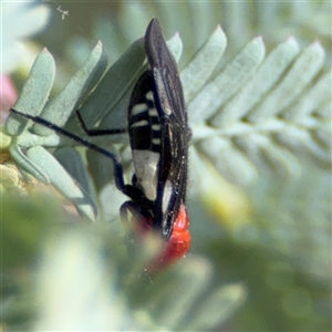 Rayieria basifer at Curtin, ACT - 25 Oct 2024