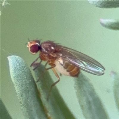 Drosophilidae (family) (Vinegar fly) at Curtin, ACT - 25 Oct 2024 by Hejor1