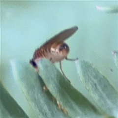 Drosophilidae (family) at Curtin, ACT - 25 Oct 2024 11:55 AM