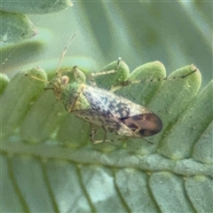 Mirini sp. (tribe) (A mirid bug) at Curtin, ACT - 25 Oct 2024 by Hejor1