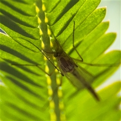 Chaoboridae (family) (A phantom midge) at Curtin, ACT - 25 Oct 2024 by Hejor1