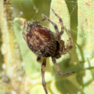Badumna (genus) (Lattice-web spider) at Curtin, ACT - 25 Oct 2024 by Hejor1