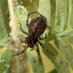 Badumna sp. (genus) at Curtin, ACT - 25 Oct 2024