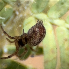 Badumna sp. (genus) at Curtin, ACT - 25 Oct 2024