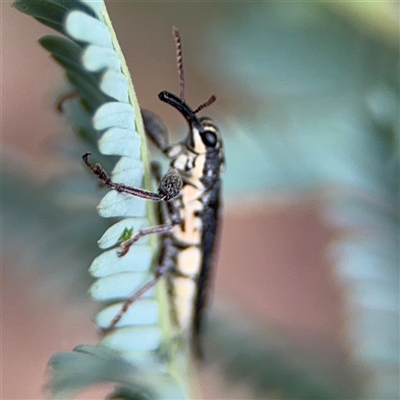 Rhinotia sp. (genus) (Unidentified Rhinotia weevil) at Curtin, ACT - 25 Oct 2024 by Hejor1