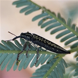 Rhinotia sp. (genus) at Curtin, ACT - 25 Oct 2024