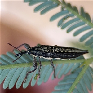 Rhinotia sp. (genus) at Curtin, ACT - 25 Oct 2024