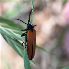 Porrostoma rhipidium at Curtin, ACT - 25 Oct 2024