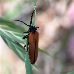 Porrostoma rhipidium at Curtin, ACT - 25 Oct 2024