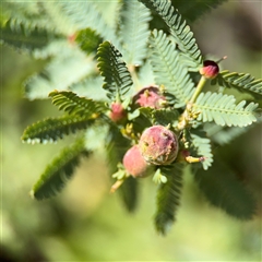 Austroacacidiplosis botrycephalae (A Gall Midge) at Curtin, ACT - 25 Oct 2024 by Hejor1