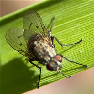 Helina sp. (genus) at Curtin, ACT - 25 Oct 2024