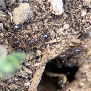 Pheidole sp. (genus) at Curtin, ACT - 25 Oct 2024